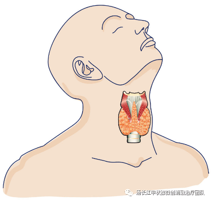 甲状腺怎么吃