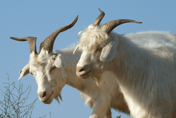 2021马上就到生肖羊新一年的运势怎么样属羊人来看看