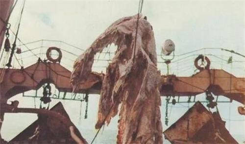 1977年日本渔船抓到只海怪，船长不识货扔了，后三国派舰队去打捞