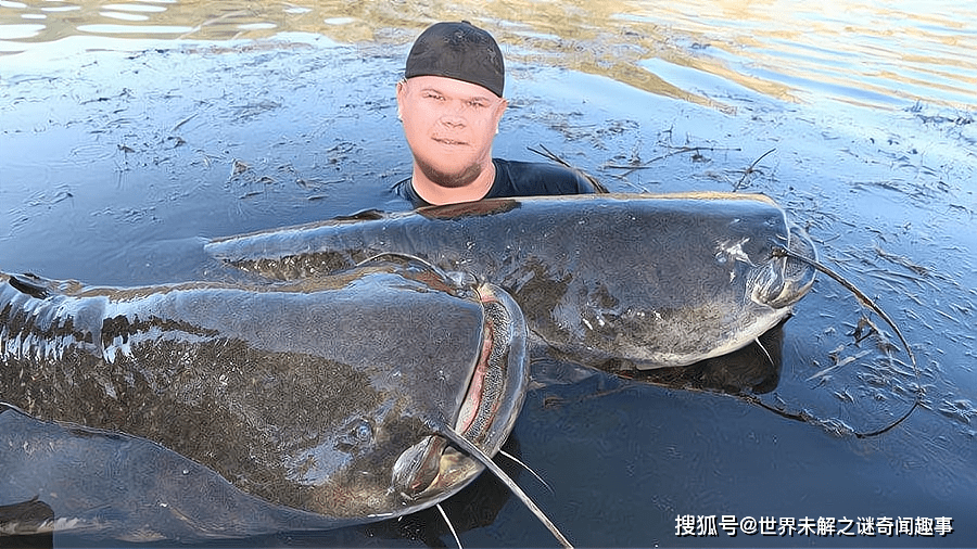 鯰魚入侵歐洲後吃鴨子吃狗可能還吃人在我國只是普通的魚類