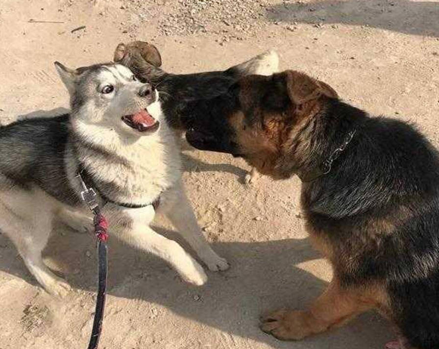 二哈和牧羊犬偶遇，開啟亮眼打招呼方式，主人笑得直不起腰 萌趣萌寵 第3张