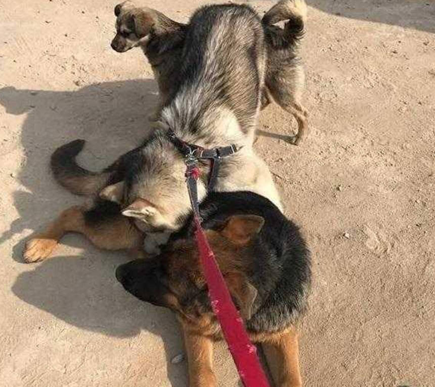 二哈和牧羊犬偶遇，開啟亮眼打招呼方式，主人笑得直不起腰 萌趣萌寵 第4张