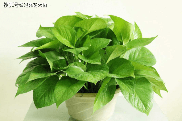 三叉苦功效与作用是什么 42f164025a4e452ba4e0acc7fd50c504.png