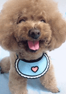 只有美食,才能消除小泰迪的愤怒