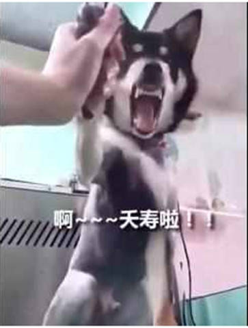 怎么不让狗狗在家乱叫 300f87a524e44fe787b6cde4ce88c3af.jpeg