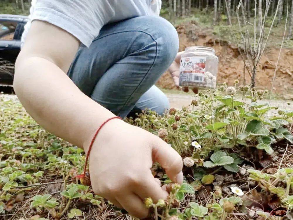 原创一种草莓俗称白泡见到请拿袋子装回家做果酱超好吃