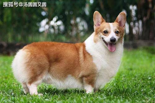 如何给狗狗做生理裤 686aee5eb45649e2b1260f66c4895489.jpeg