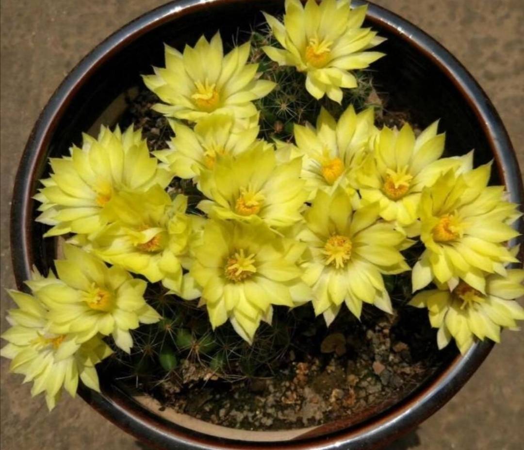 6种漂亮仙人球,好养又省心,开花更美丽