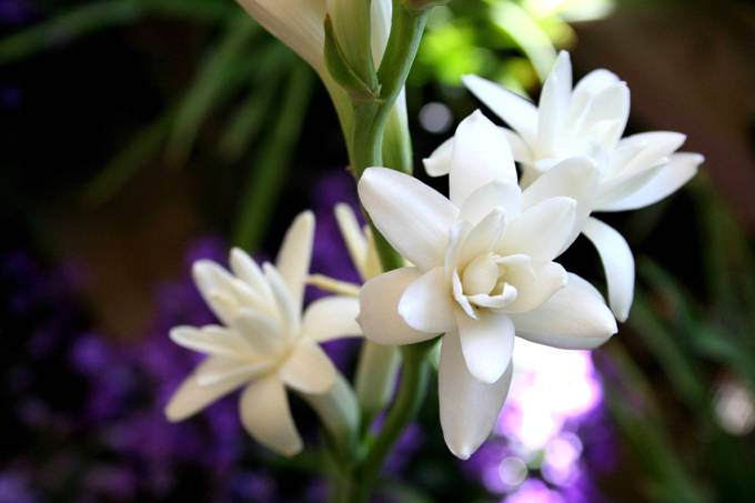 晚香玉的主要价值以及花语 危险的快乐 开花