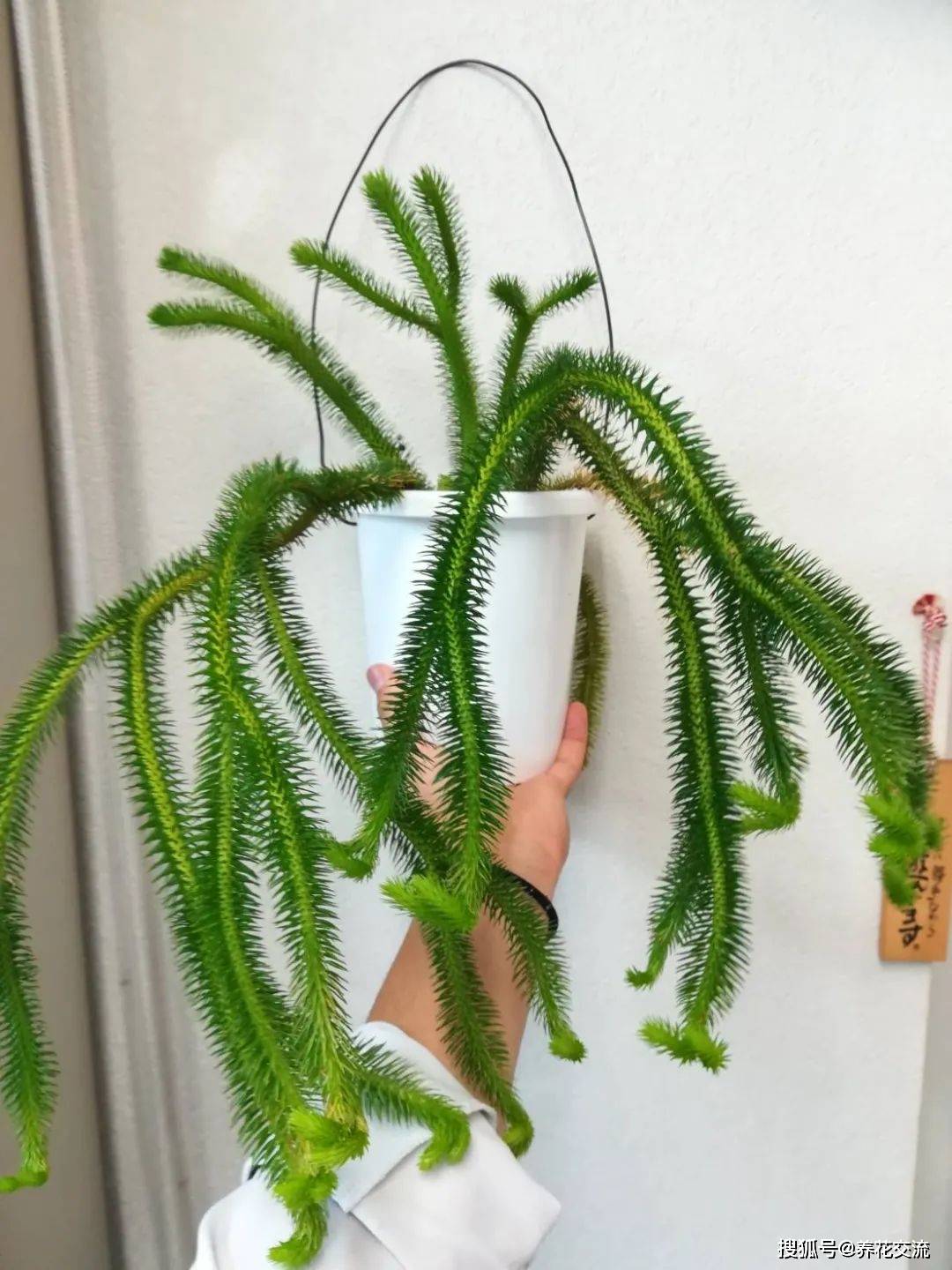 模样独特的垂枝石松，和蕨类植物一样好养，适合吊盆养护_搜狐网