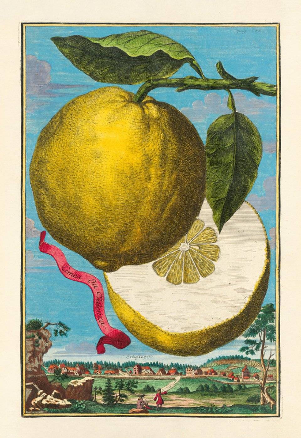 TASCHEN重现18世纪珍贵手绘铜版画华丽再现来自天上的柑橘_手机搜狐网