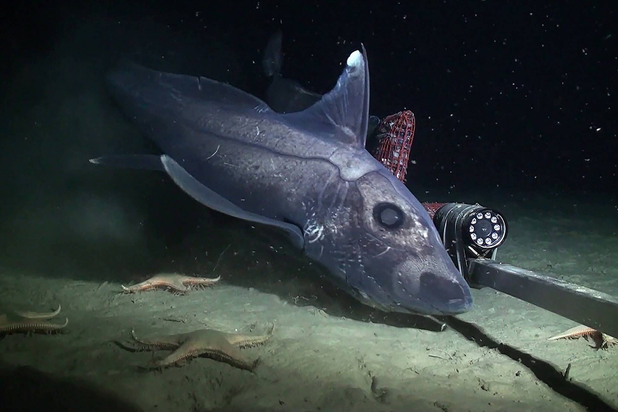 神秘的幽灵鲨深海未解之谜科学家们研究之前它会消失吗