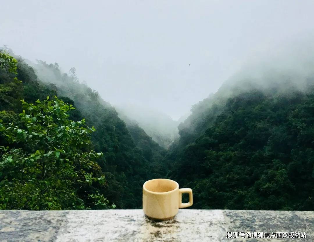 到西双版纳去——清茗酬知己，煮茶会佳人