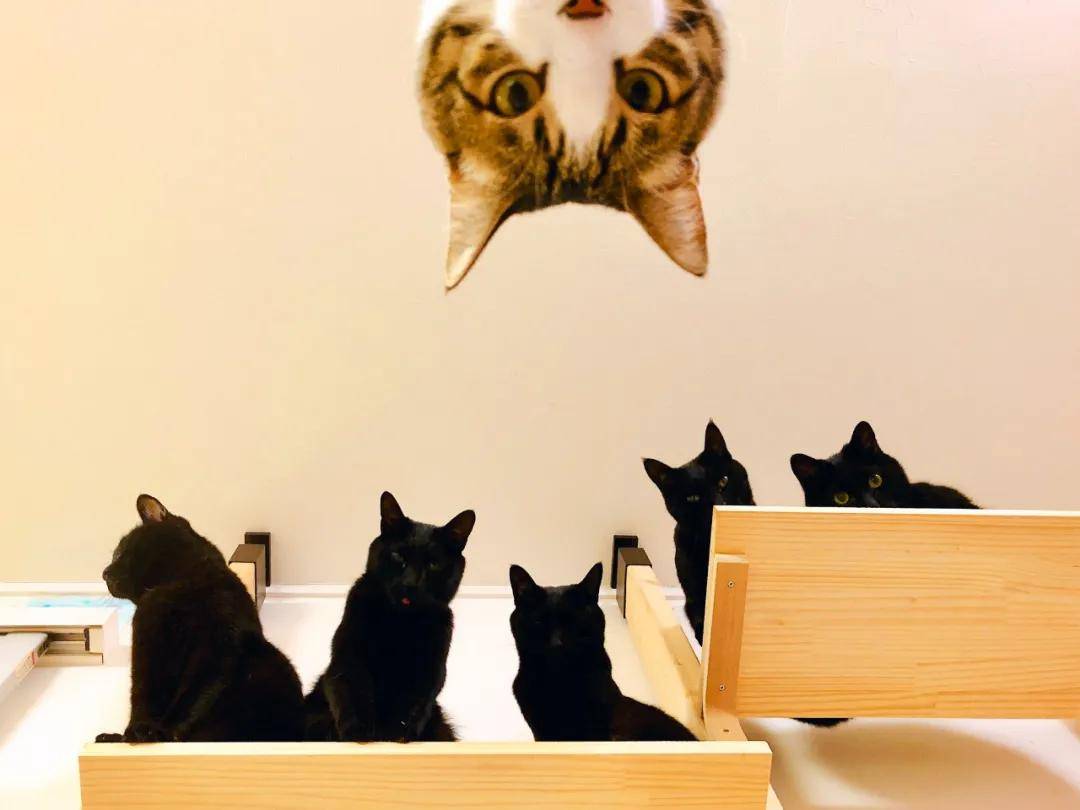 韩国网友一口气养了11只布偶 没想到 吸猫吸到崩溃 姐姐