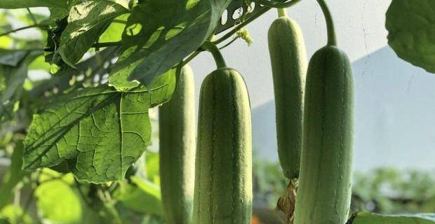 丝瓜的5种吃法,包管你的一个夏天!有一类人最好要少吃