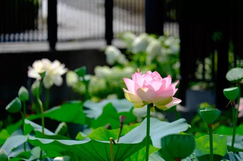 五行中水生木 b1ef4e83340c47eea949892d341d0892.jpeg