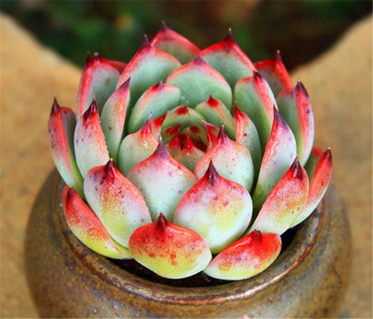 在日常养护中我们还要注意土壤和花盆的选择,这是养好吉娃莲的基础