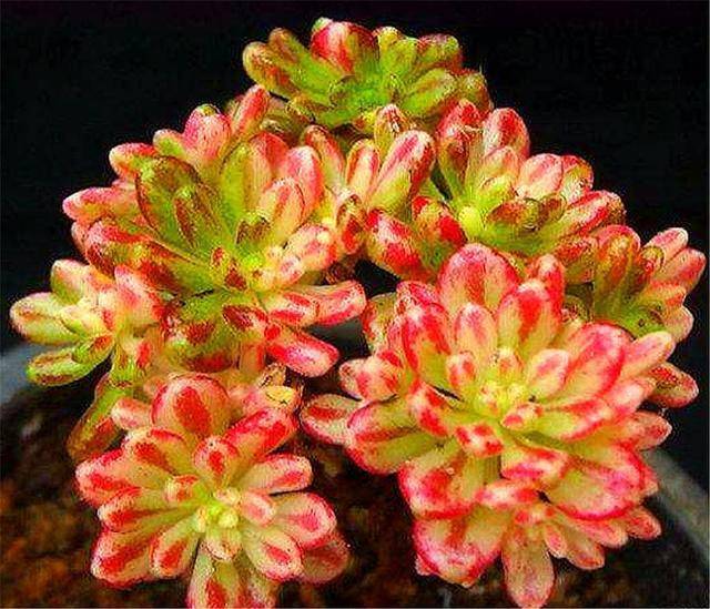 会变形的迷你多肉小人祭,易群生爱爆盆,饱满晶莹,红绿相间