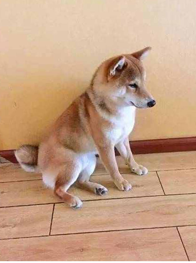 原创柴犬拆家怕被发现竟用身体当着作案地点主人瞬间笑掉了大牙