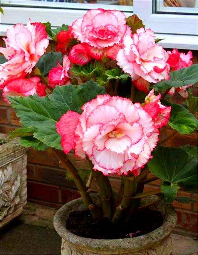 茶花扦插容易黑杆 巧选枝条 掌握5个要点 生根快成活率高 土壤