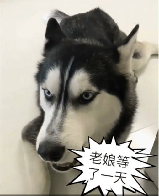 哈士奇愚人節被騙，竟如此「回懟」主人，網友看了直呼已笑哭 萌趣萌寵 第4张