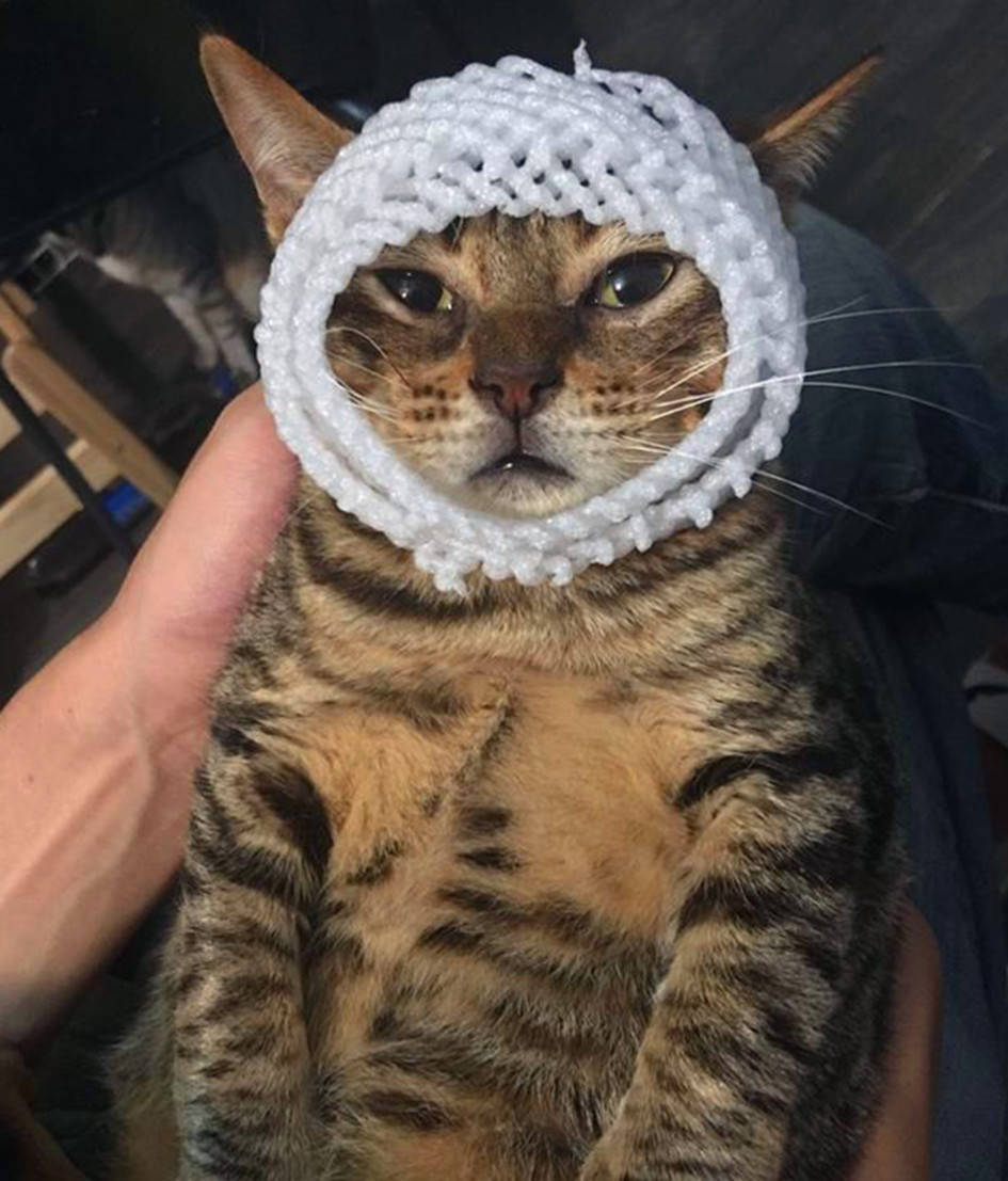 铲屎官脑洞大开竟如此恶搞自家猫咪喵星人猫生无望