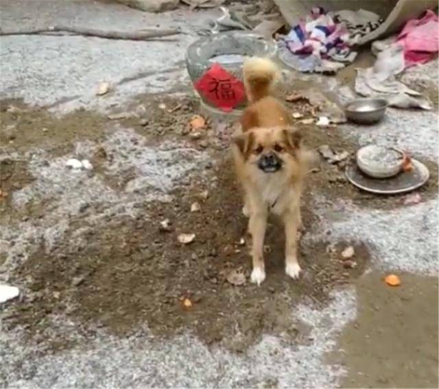 田園犬齜牙咧嘴 客人轉身拿起笤帚 狗子的舉動亮了 狗狗知識百科