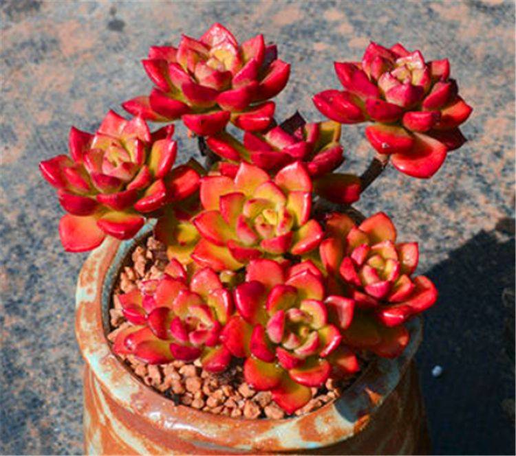 原创9种爆盆厉害的红色多肉给点阳光保证温差火红喜庆惹人爱