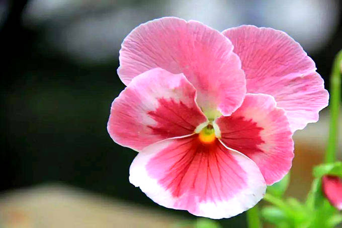 三色堇的主要价值以及繁殖方式 花语 思虑 思念 花瓣