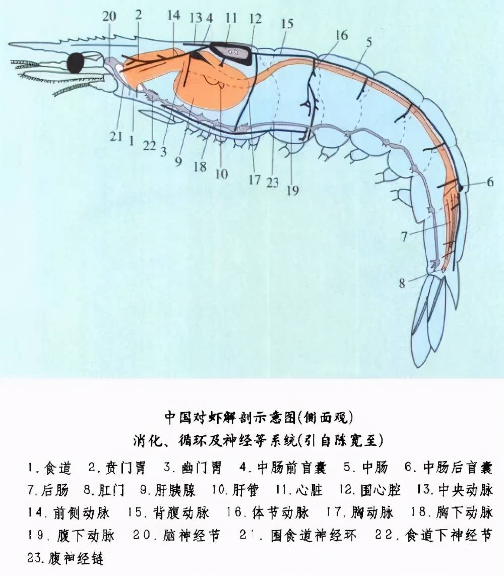 虾黄在哪个部位图解图片