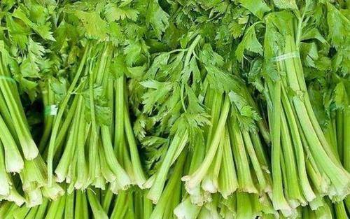 现在可以种什么菜八月 0a9560e1c03549ea9c6dbda03de8ce62.jpeg