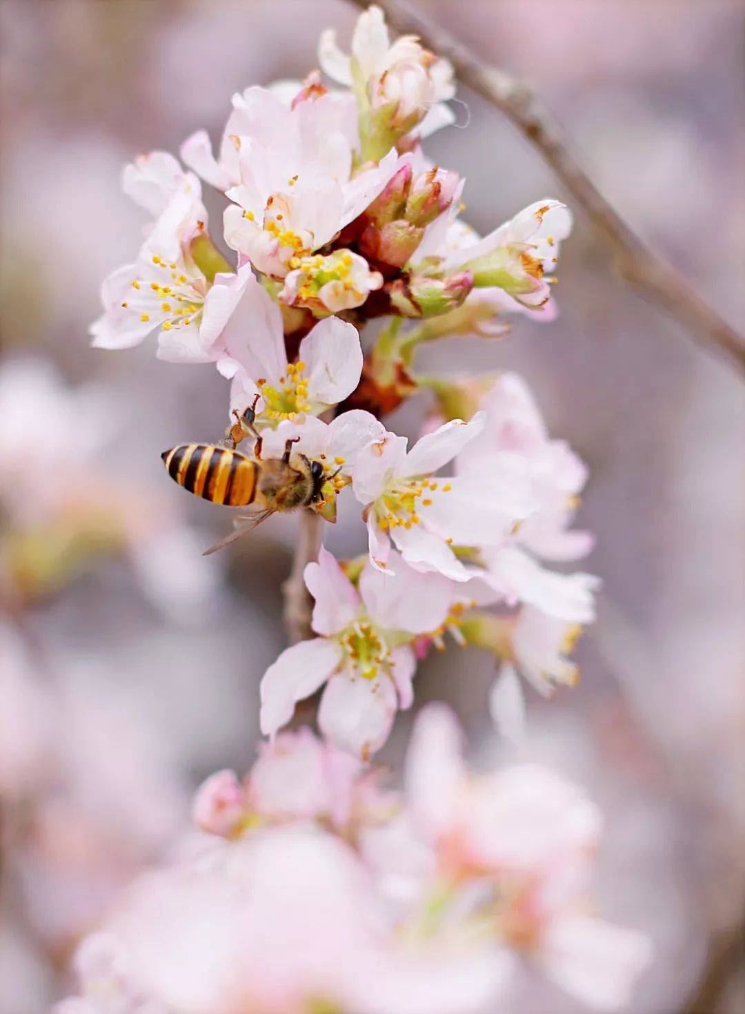 龙亭浪漫梅花季━━━小几呼朋三面坐 留将一面与梅花！