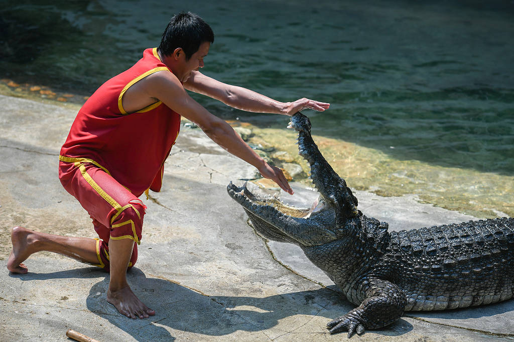 惊险一幕!泰国表演者将头伸到鳄鱼嘴里