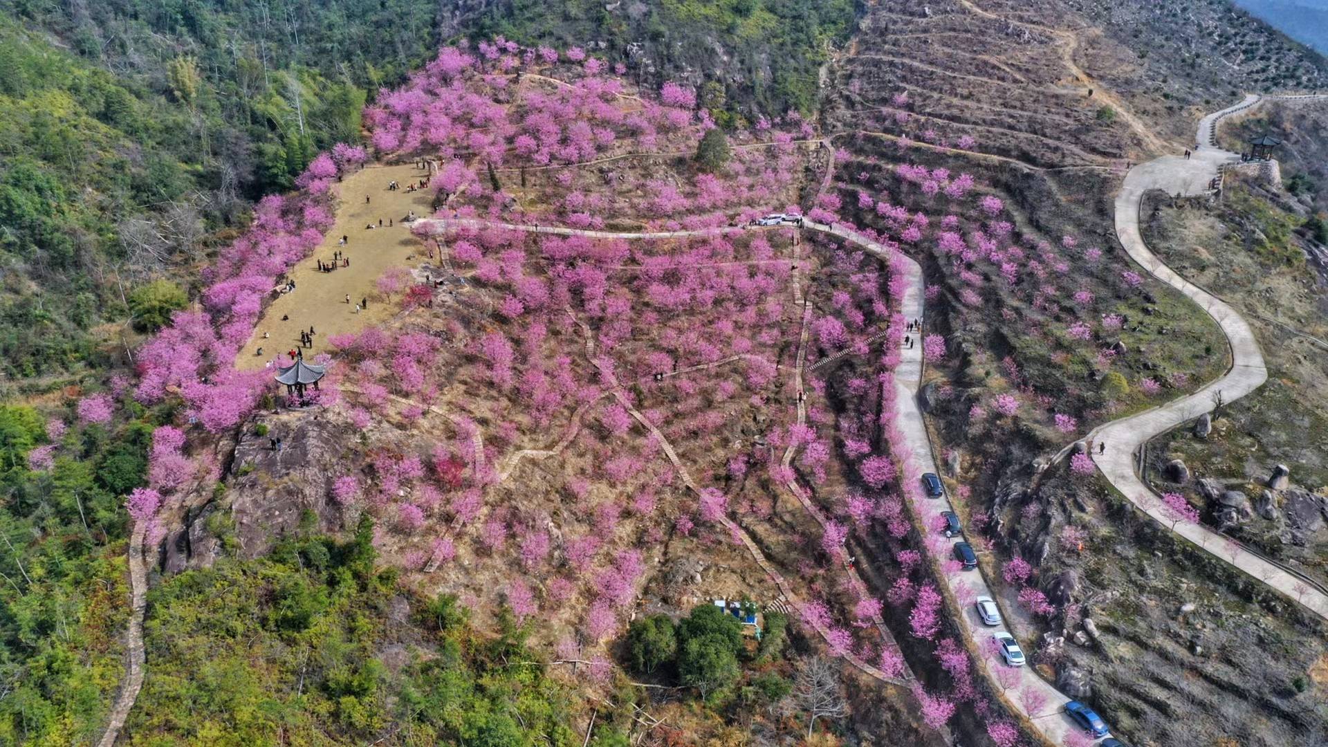 楠溪春日花开早 雁楠逸园早樱花开盛艳 搜狐大视野 搜狐新闻