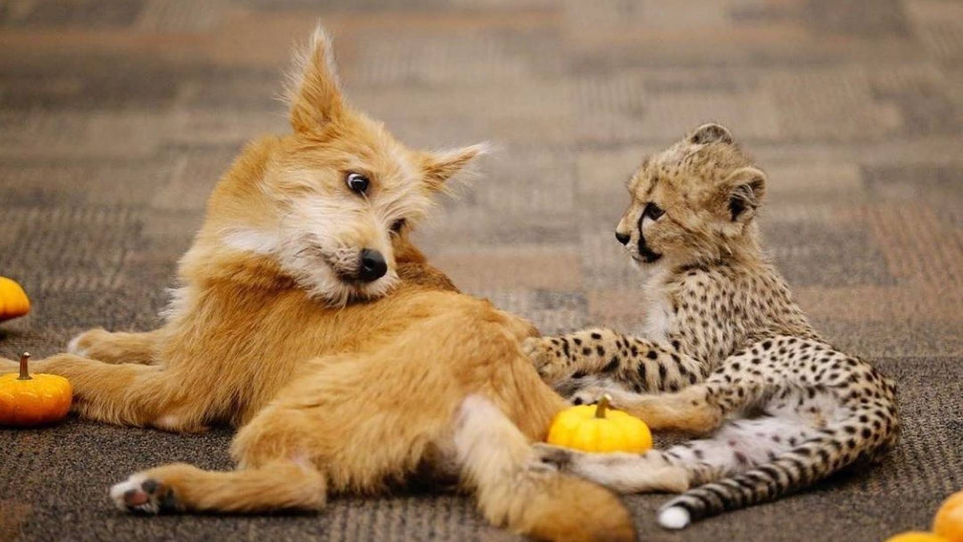 动物园派狗狗照顾猎豹宝宝,两者的日常太可爱了!