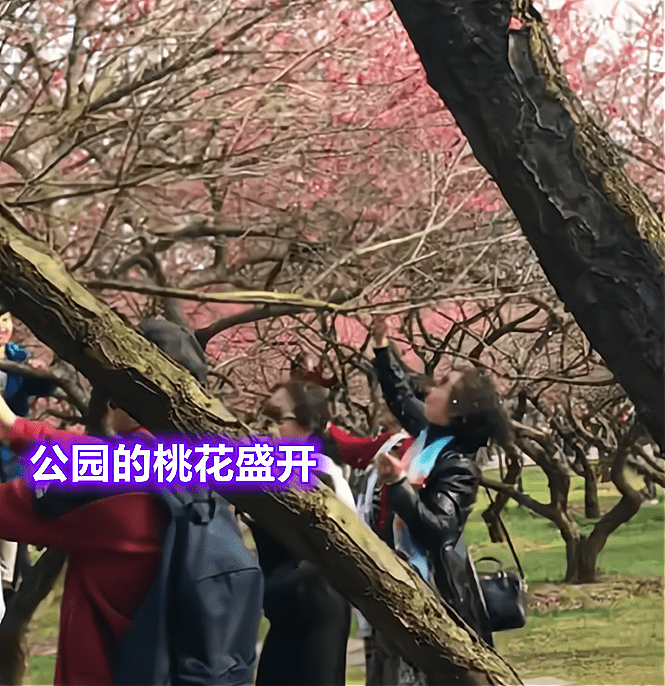 湖南一大妈为拍“美照”，强行摇晃景区桃花，开心喊道：再来一遍