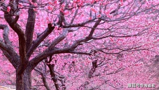 湖南一群大妈强行摇拽景区桃树，只为拍照营造出“桃花雨”的画面