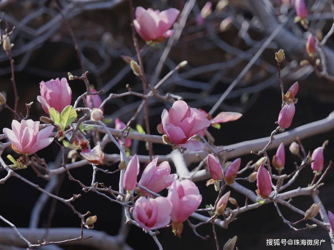 繁花烂漫迷人眼，香洲这里春色如画...