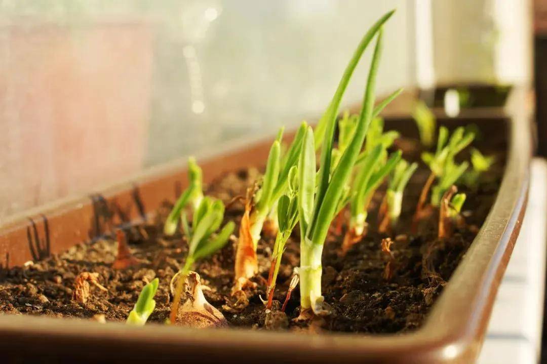 我们经常饮食的葱自己在家就可以种,除了土培以外也可以用水培.