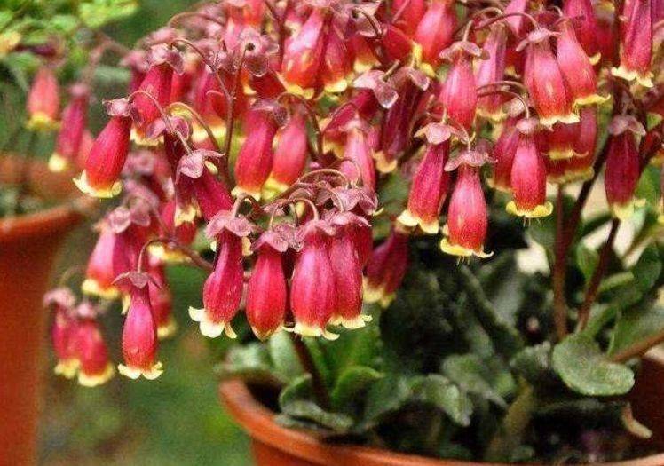 家养这些植物 阳台开出花海 有阳光就爆盆 给点水就疯长 薄荷