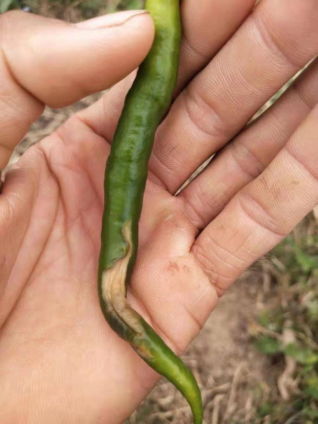 辣椒烂果怎么办辣椒疫病炭疽病脐腐病防治措施