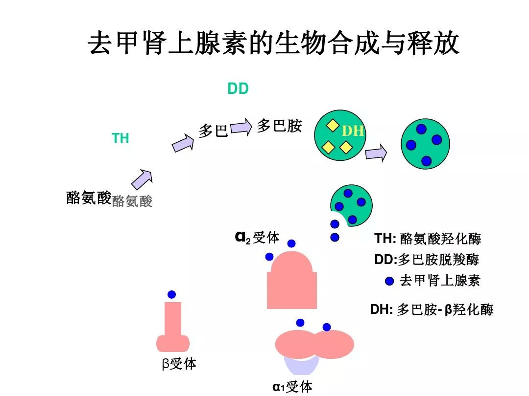 實驗證明在自主神經系統內,還存在不以乙酰膽鹼或去甲腎上腺素為其