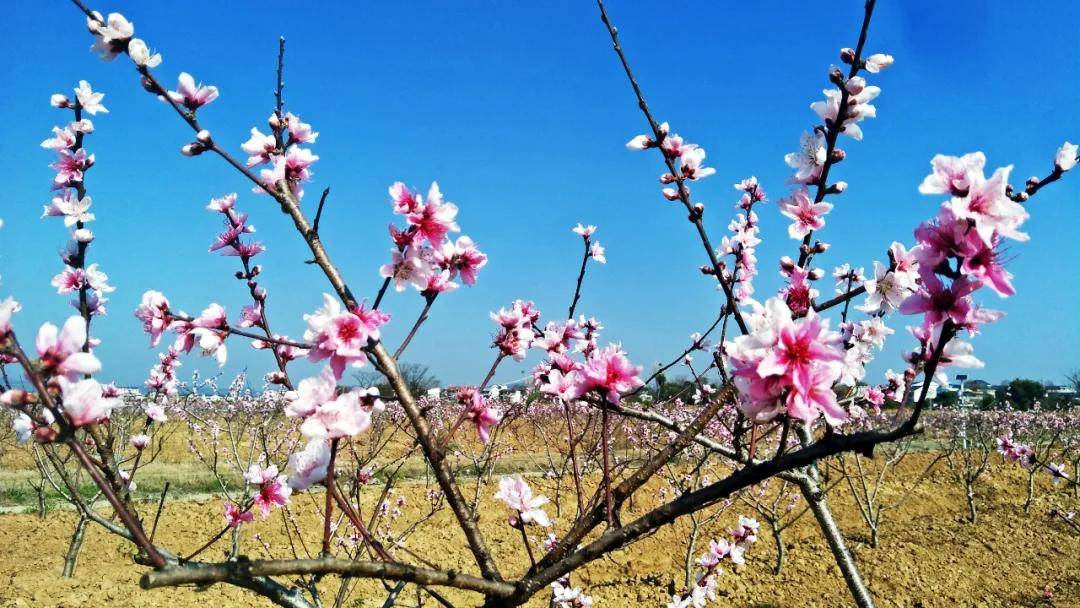 百亩桃花盛开！瑞金这“秘密基地”藏不住了