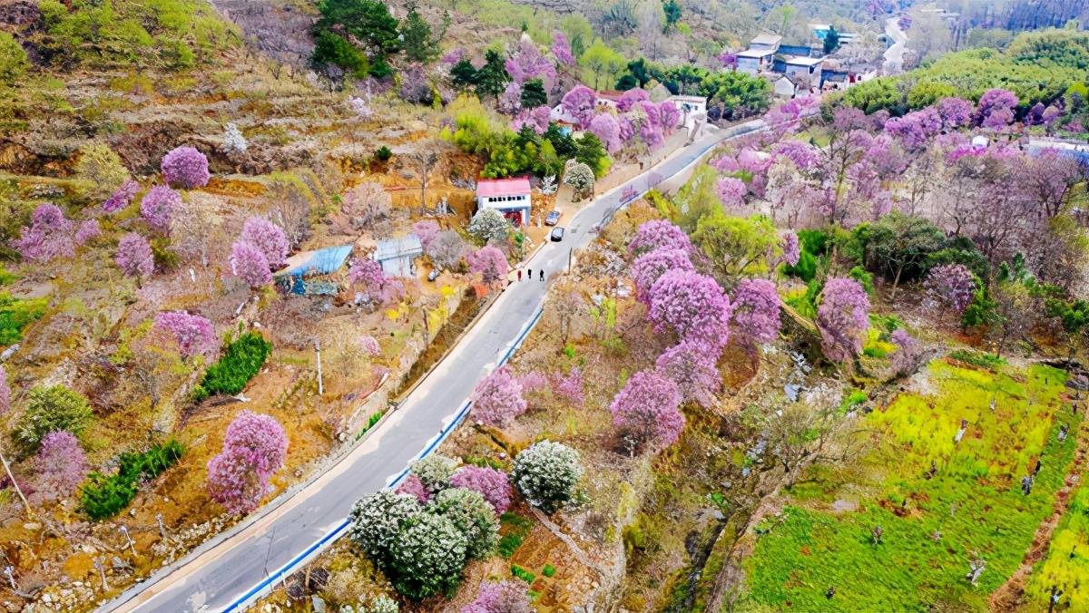 南召 玉兰飘香溢山乡