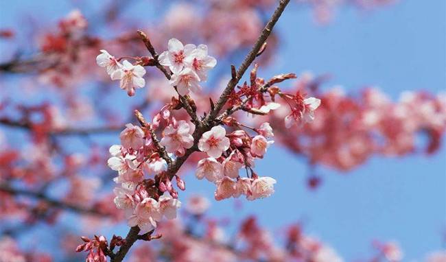 2021年春季国内赏花（一）：梅花，推荐21个打卡地