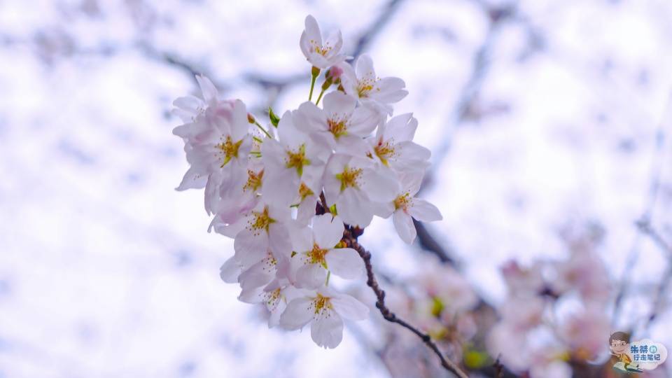 遗憾错过一年花期的武大樱花，今年早早盛开，准备好去赏樱了吗