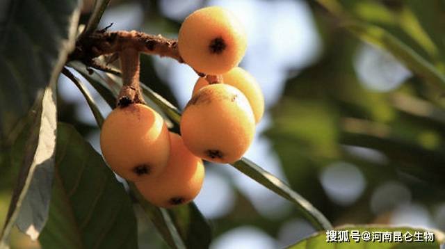 枇杷用什么肥料产量高 枇杷喷什么叶面肥结果多 枇杷能用膨大素吗 进行