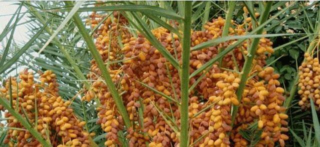 老年人养生食材推荐 69093b266fbb4001b0e2633de465c1c0.jpeg