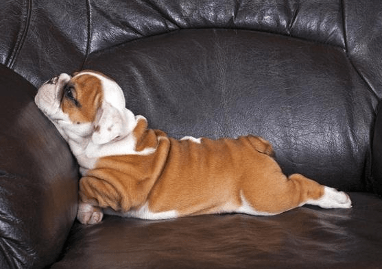 最懒的6种狗狗除了吃饭就是睡觉