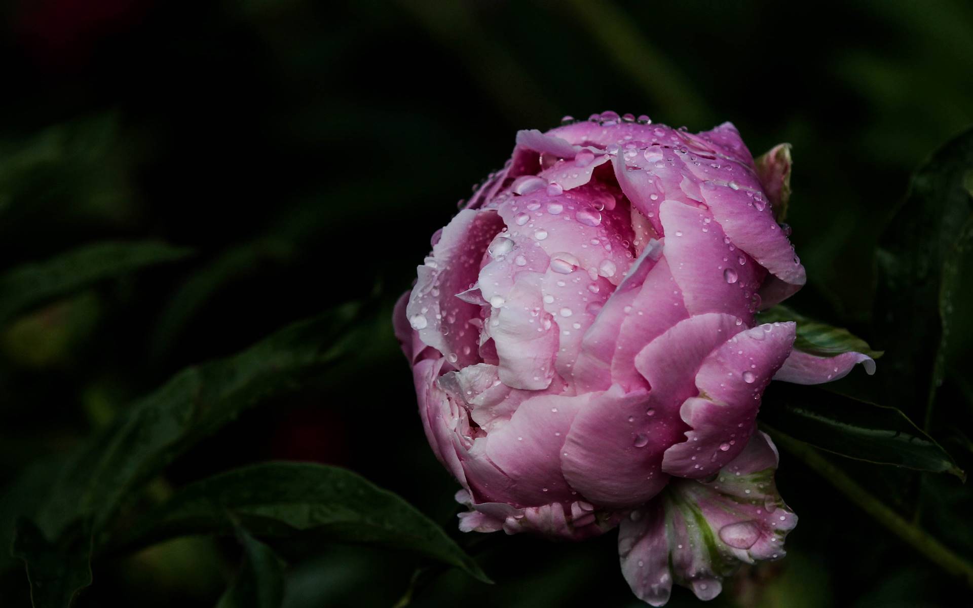 生肖牛,牛年大吉大利,好运连连财气旺